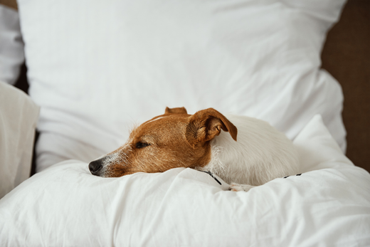 Optimizing Your Winter Sleep Environment: Starting with Goose Down Pillows