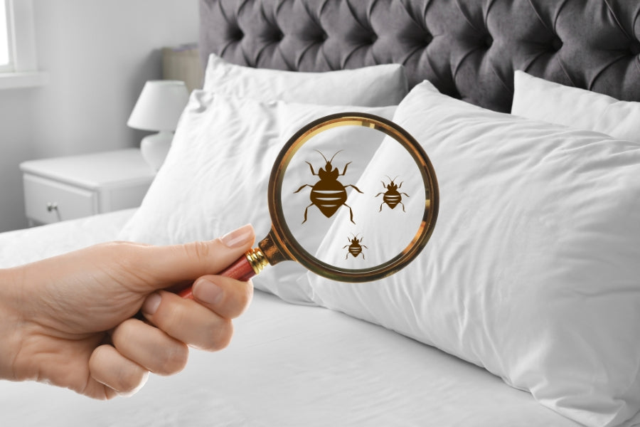 Are You Ignoring How Pillow Cleanliness Impacts Immunity?
